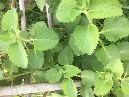 Natural Mexican Mint Plant-thumb1