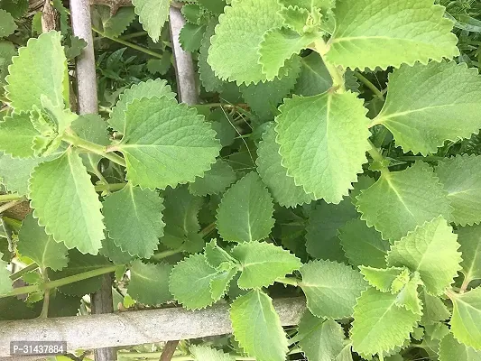 Natural Mexican Mint Plant-thumb2