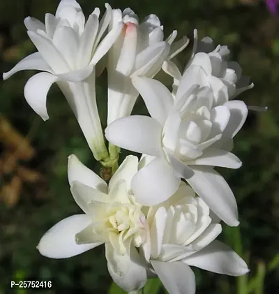 Tuberose/Rajnigandha Plant-thumb2