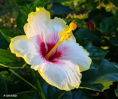 Hibiscus Plant