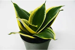 Natural Snake Plant-thumb1