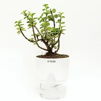 Jade Plant-thumb3