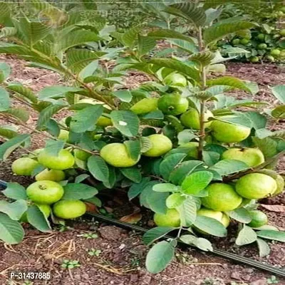 Natural Guava Plant-thumb0