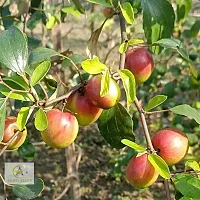 Ber Apple Plant-thumb1