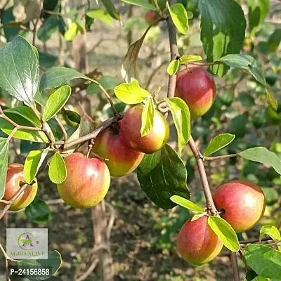 Ber Apple Plant-thumb2