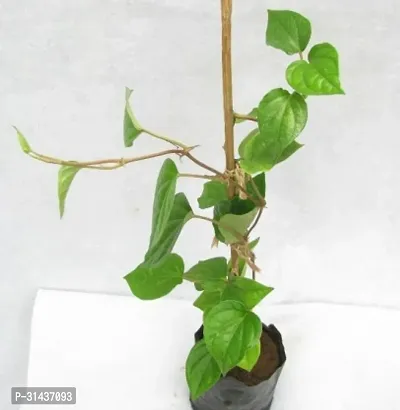 Natural Betel Leaf Plant-thumb0