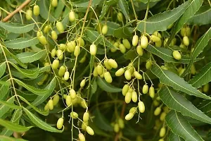 Natural Neem Plant-thumb1