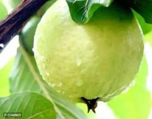 Natural Guava Plant-thumb2