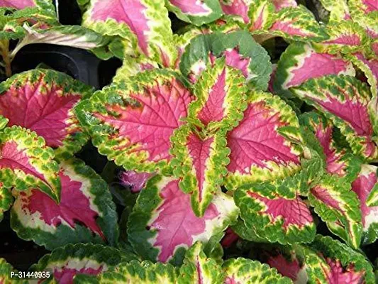 Natural Coleus Plant With Pot-thumb0