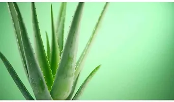 Aloe Vera Plant-thumb2