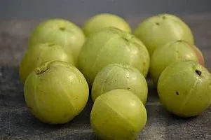 Natural Amla Plant-thumb2