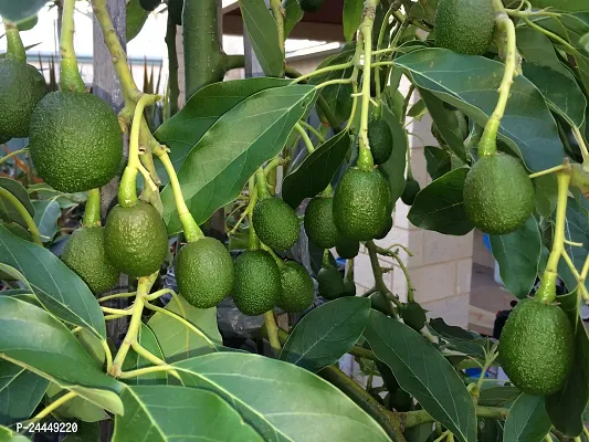 Natural Avocado Plant