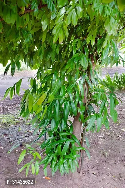 Natural Cinnamon Plant