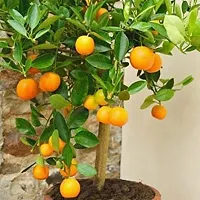 Natural Orange Plant-thumb3