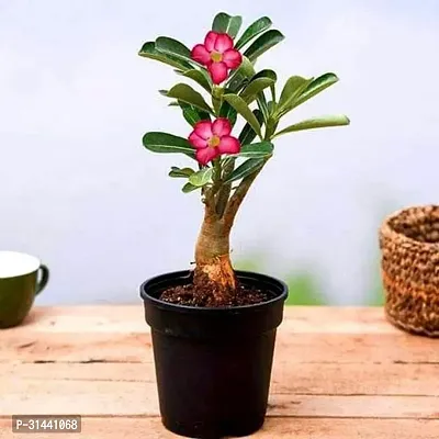 Natural Adenium Plant-thumb0