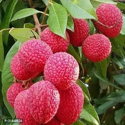 Natural Litchi Plant-thumb0