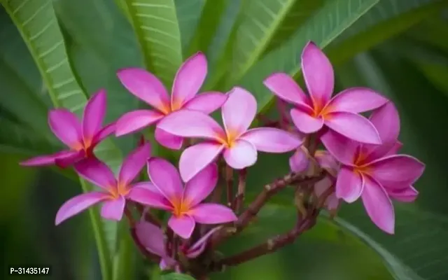 Natural Plumeria Plant