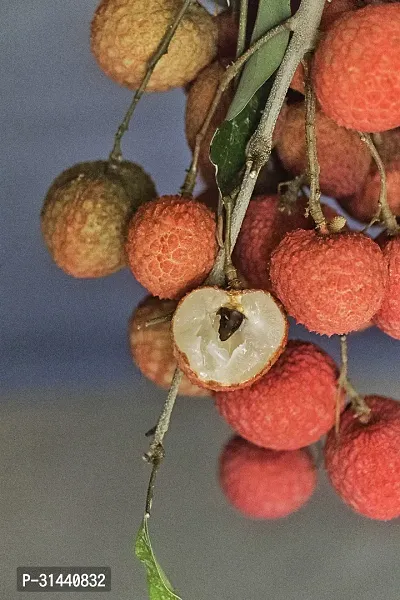 Natural Litchi Plant