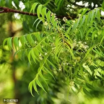 Natural Neem Plant-thumb0