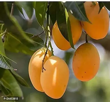 Natural Mango Plant-thumb0