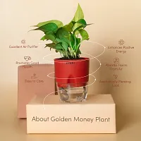 Natural Golden Money Plant-thumb1