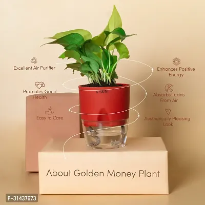 Natural Golden Money Plant-thumb2