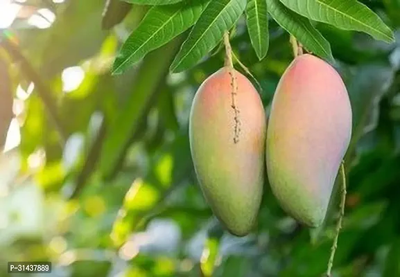 Natural Mango Plant-thumb2