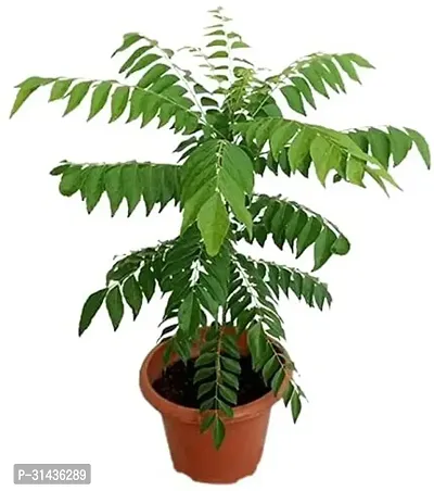 Natural Curry Leaf Plant-thumb0