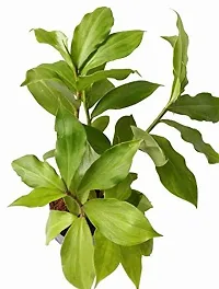 Natural Insulin Plant-thumb1