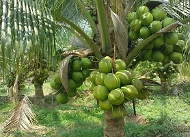 Natural Coconut Plant-thumb1