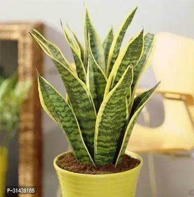 Natural Snake Plant