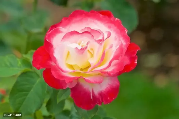 Rose Plant