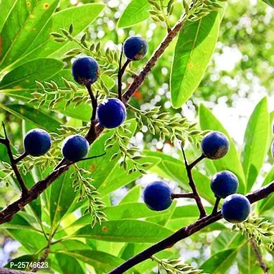 Rudraksha Plant-thumb0