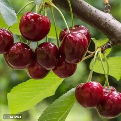 Natural Cherry Fruit Plant-thumb2