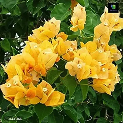 Natural Bougainvillea Plant-thumb0