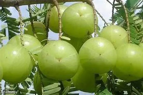 Natural Amla Plant