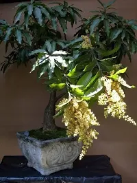 Natural Mango Plant-thumb4