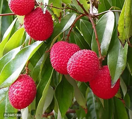 Natural Litchi Plant-thumb0