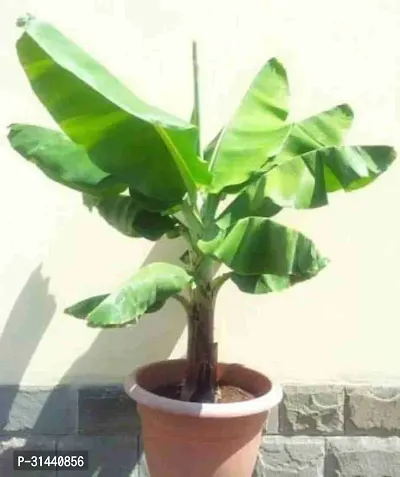 Natural Banana Plant-thumb0