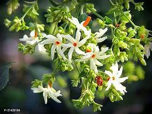 Natural Night Bloom Jasmine Plant-thumb0