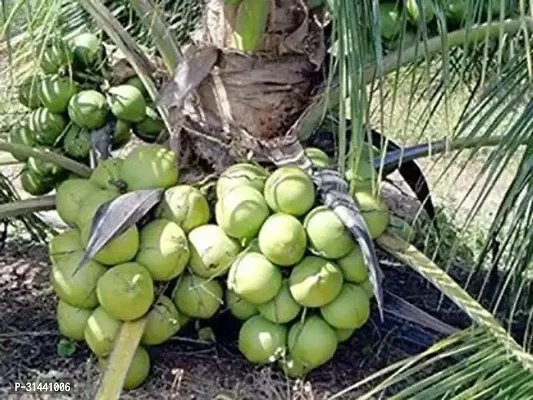 Natural Coconut Plant-thumb0