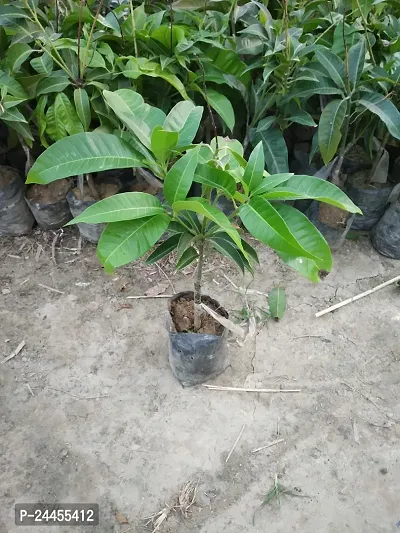 Natural Mango Plant-thumb0