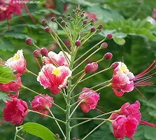 Natural Peacock Flower Plant-thumb1