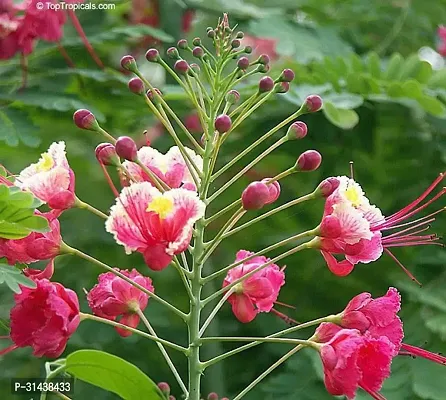 Natural Peacock Flower Plant-thumb2