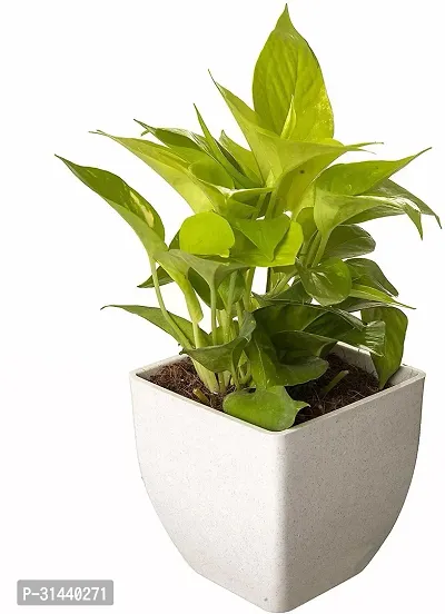 Natural Money Plant-thumb0