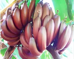 Natural Banana Plant-thumb1