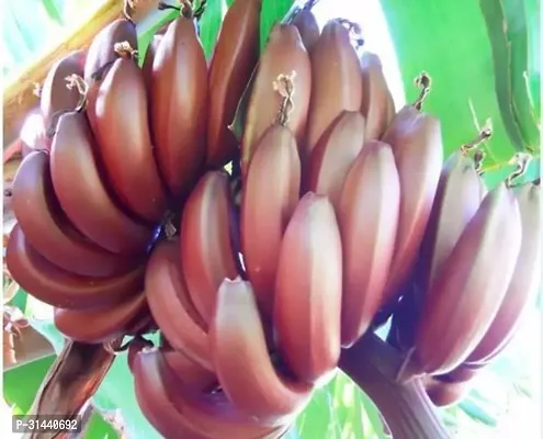 Natural Banana Plant-thumb2