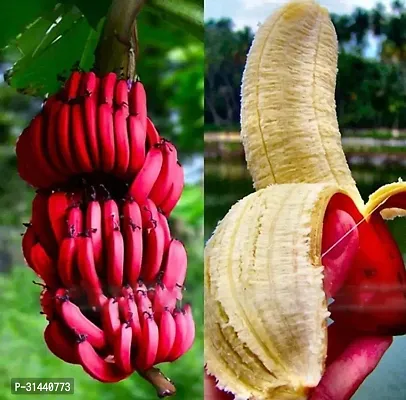 Natural Banana Plant-thumb0