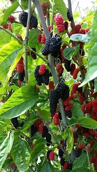 Natural Shahtoot/Mulberry Plant-thumb1