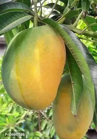 Natural Mango Plant-thumb2